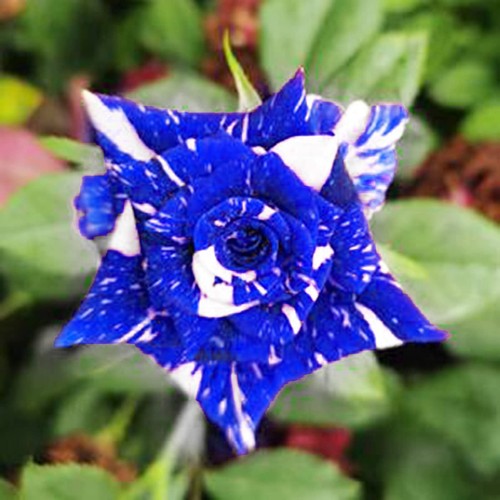 Semi rosa blue - di, stripe