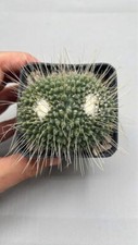 Mammillaria spinosissima - mammillaria,