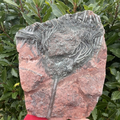 Moroccan crinoid - moroccan,