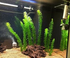 Egeria densa lotto - densa, stock