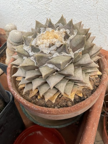 Cactus ariocarpus retusus var - ariocarpus,