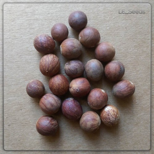 Semi palma nannorrhops - semi,