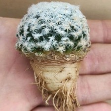 Mammillaria schiedeana caudex - mammillaria,