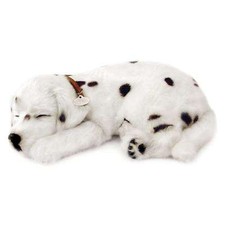 Dalmata cucciolo che - dalmata, il