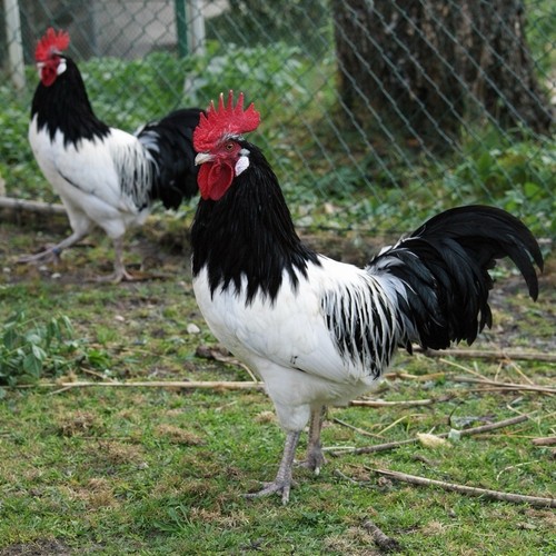 Uova feconde fertili - uova, feconde,
