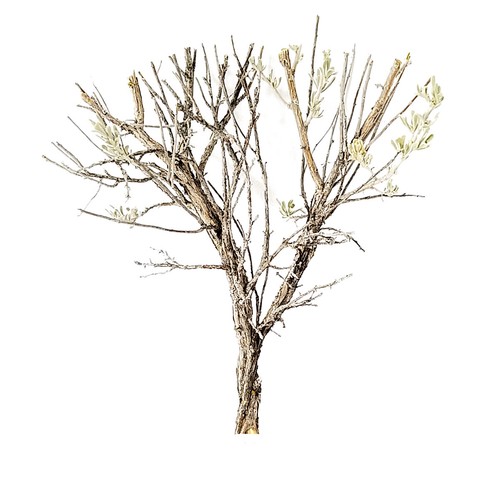 Sagebrush deciduo wargaming - sagebrush,