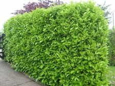 Lauro Lauroceraso (Prunus Laurocerasus) vaso 17cm foto reali H 70CM