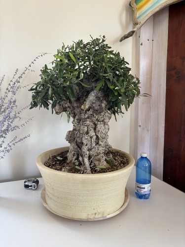Bonsai olivo leccino - leccino, età