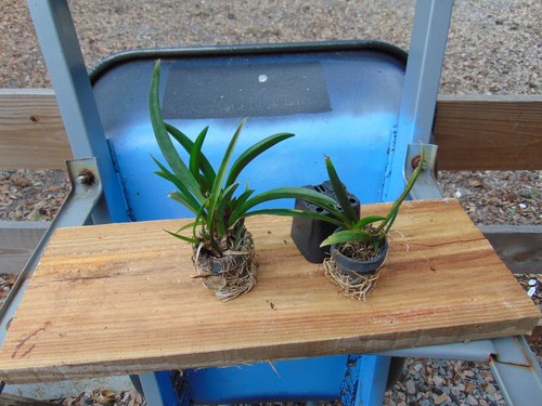 Tag oncidium tolumnia bloom - no,
