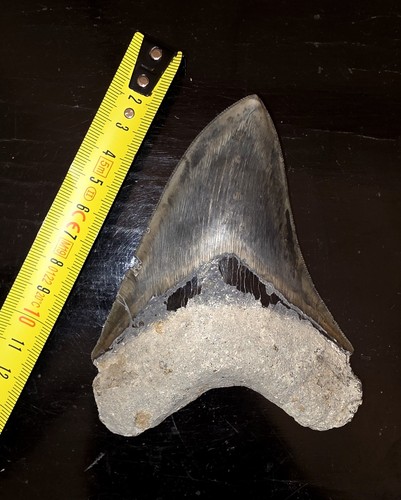 Dente megalodonte 6 - dente, 12.6