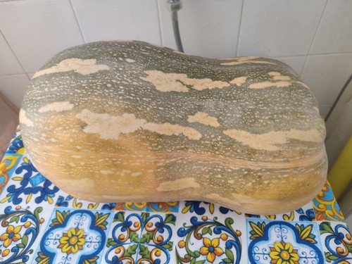 Semi zucca lunga piena - semi, di