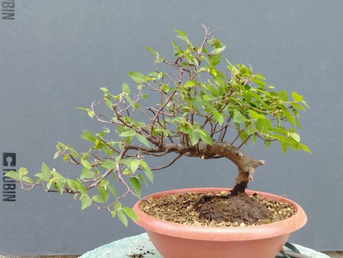 Bonsai olmo campestre - campestre, 37x40cm