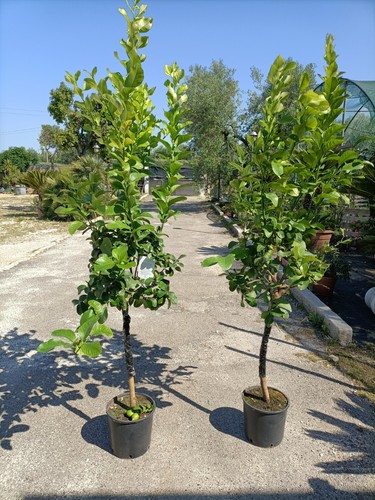 Pianta limone 4 - limone, stagioni