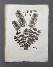 Incisione antica, botanica