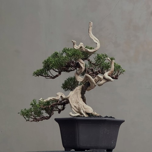 Albero vivo juniperus