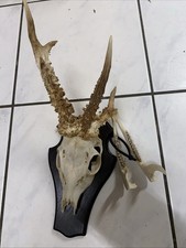 1 Corna di capriolo anormale