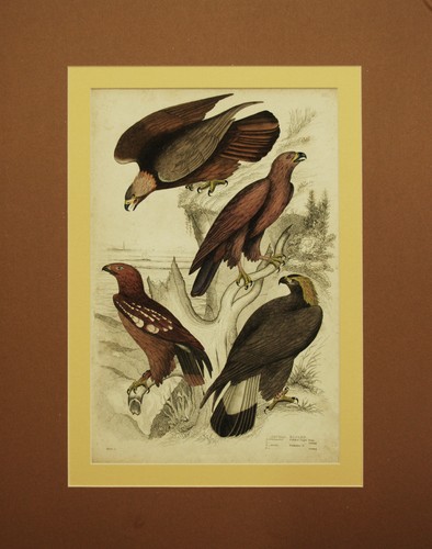 Aquila reale golden eagle - aquila,