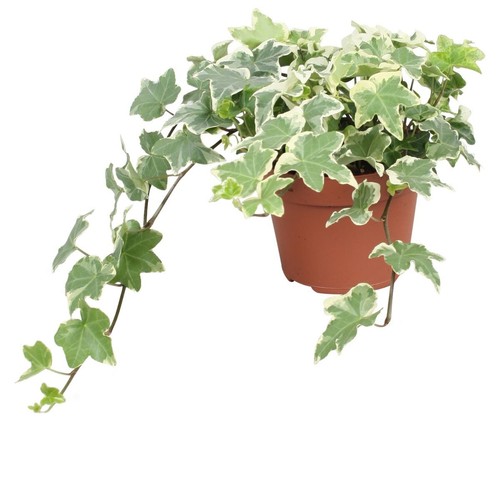 Edera variegata hedera - "hedera, helix