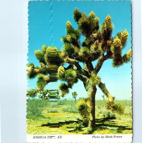 Unposted joshua tree yucca - joshua,
