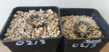 2 Ariocarpus kotschoubeyanus
