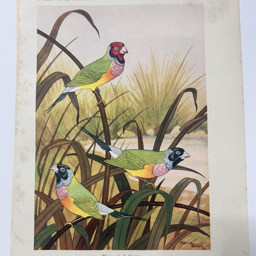 Stampa diamanti gould - diamanti,