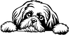 Adesivo SHIH-TZU - adesivo