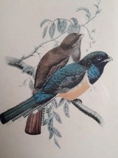 Antica LITOGRAFIA 1870 BIRD