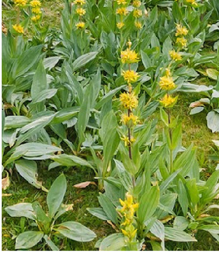 Genziana 50 - genziana, lutea)