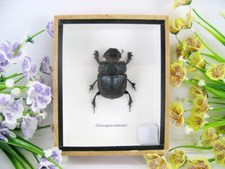 Heliocopris Dominus - veri