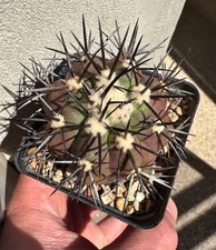 Copiapoa dura awc 777 - dura, 777''