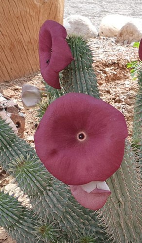 Hoodia gordonii grande - hoodia,