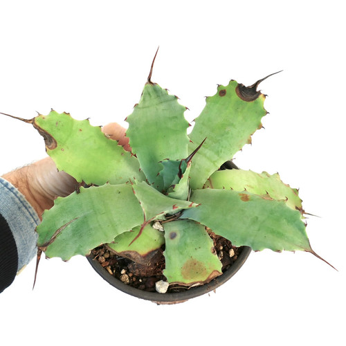 Agave bovicornuta - x,