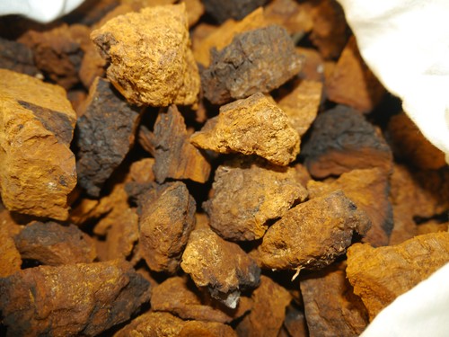 Fungo chaga - fungo,