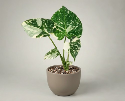 Monstera thai constellation - thai,