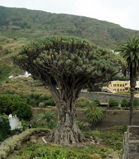 3 Semillas de Dracaena Draco