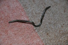 Yamaha R5 DS7 W clip per faro