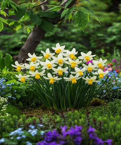 Narcisi bulbi fiori - fiori, cipolle