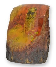 La cicala artificiale fossile