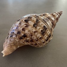 Tromba tritone charonia - tritone,