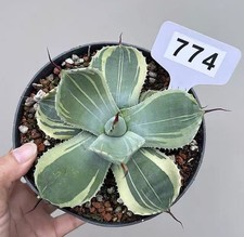 1PCS Pot 14cm Rare Cacti Agave