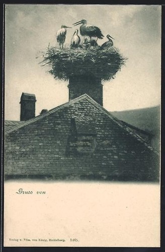 Cartolina cicogne nel nido - cartolina, su