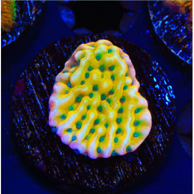 Beach bum montipora coral - bum,