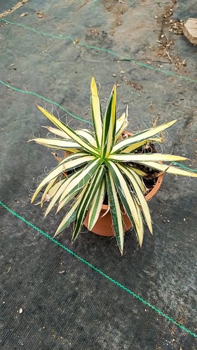 Agave filifera variegata