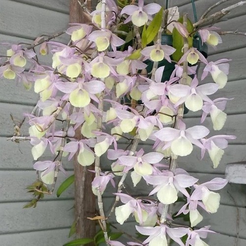 Orchidea dendrobium aphyllum - orchidea,
