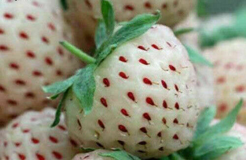 White pineberry fragola - white,