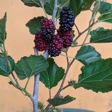 Piantina di gelso innestata |