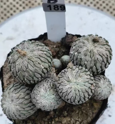 Pelecyphora aselliformis