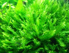 Muschio Camerun Plagiochila