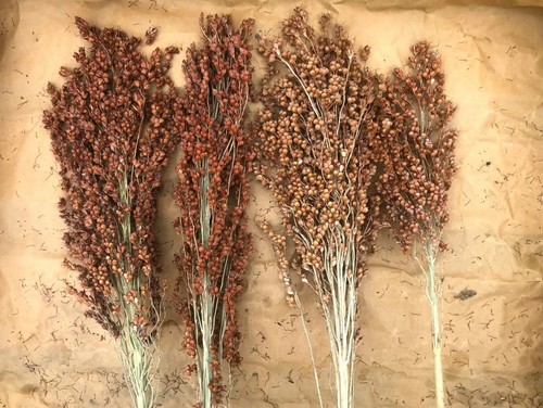 Miglio zucchero rusty - zucchero,