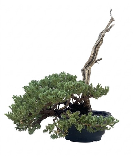 Bonsai ginepro tanuki legno - bonsai,